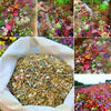 GardenJoy Assorted Flower Seeds (Pack of 2 100+ 100 ) + Plant Growth Supplement FREE🔥