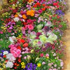 GardenJoy Assorted Flower Seeds (Pack of 2 100+ 100 ) + Plant Growth Supplement FREE🔥