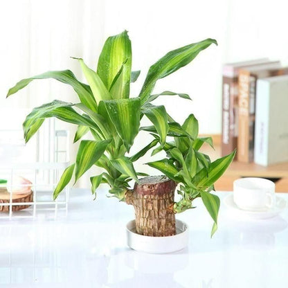 Lucky Brazil Wood Potted Plant BUY 1 GET 1 FREE SALE 1+1