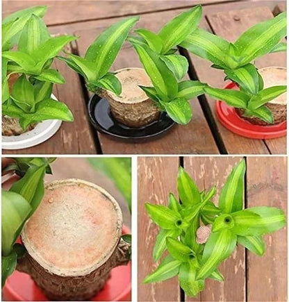 Lucky Brazil Wood Potted Plant BUY 1 GET 1 FREE SALE 1+1