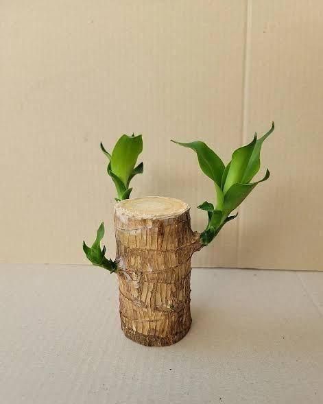 Lucky Brazil Wood Potted Plant BUY 1 GET 1 FREE SALE 1+1