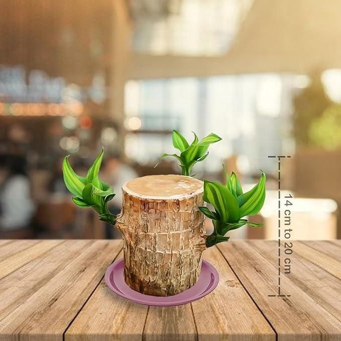 Lucky Brazil Wood Potted Plant BUY 1 GET 1 FREE SALE 1+1