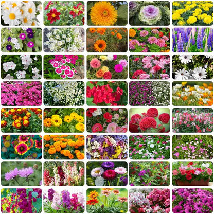 GardenJoy Assorted Flower Seeds (Pack of 2 100+ 100 ) + Plant Growth Supplement FREE🔥